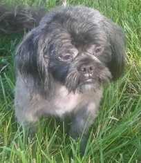 Shih Tzu Dogs for adoption in Foristell, MO, USA