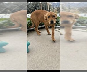 Mutt Dogs for adoption in San Andreas, CA, USA