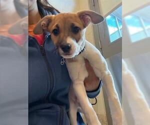 Bagle Hound Dogs for adoption in Brighton, CO, USA