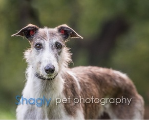 Greyhound-Unknown Mix Dogs for adoption in Dallas, TX, USA