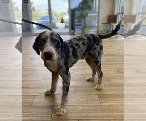 Bernese Mountain Dog-Poodle (Miniature) Mix Dogs for adoption in Valrico, FL, USA