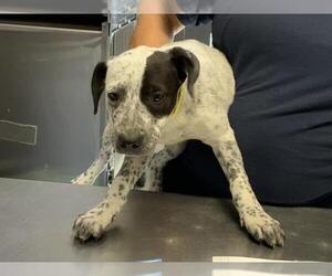 Australian Cattle Dog-Unknown Mix Dogs for adoption in Visalia, CA, USA