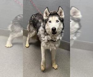 Siberian Husky-Unknown Mix Dogs for adoption in Las Vegas, NV, USA