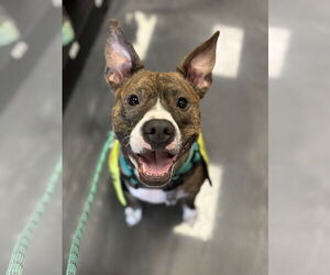 American Pit Bull Terrier Dogs for adoption in Rockville, MD, USA