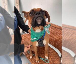 Boxer Dogs for adoption in Kansas City, MO, USA