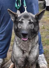 German Shepherd Dog Dogs for adoption in Danbury, CT, USA
