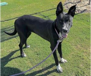 Medium Photo #2 Australian Shepherd-Unknown Mix Puppy For Sale in Redlands, CA, USA