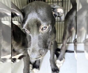 Labrador Retriever Dogs for adoption in Houston, TX, USA