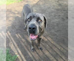 Mastiff-Unknown Mix Dogs for adoption in Riverside, CA, USA