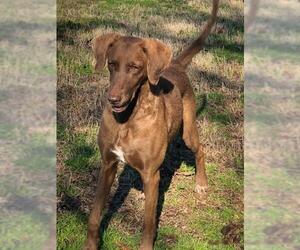Shepadoodle Dogs for adoption in Pacolet, SC, USA