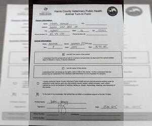 American Pit Bull Terrier Dogs for adoption in Houston, TX, USA