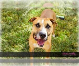 Boxador Dogs for adoption in Chatham, VA, USA