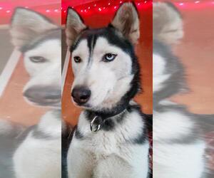 Siberian Husky Dogs for adoption in Pacific grove , CA, USA