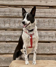 Border Collie Dogs for adoption in boulder, CO, USA