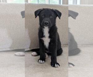 Labrador Retriever-Unknown Mix Dogs for adoption in La Vergne, TN, USA