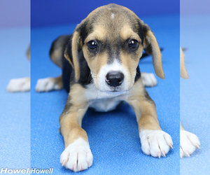 Beagle-Unknown Mix Dogs for adoption in Tupelo, MS, USA