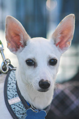 Bullhuahua Dogs for adoption in Lake Elsinore, CA, USA