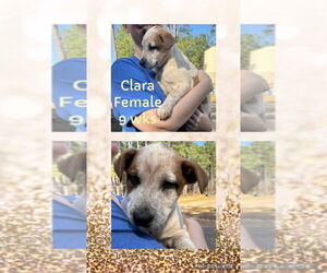 Pointer-Unknown Mix Dogs for adoption in FRAMINGHAM, MA, USA