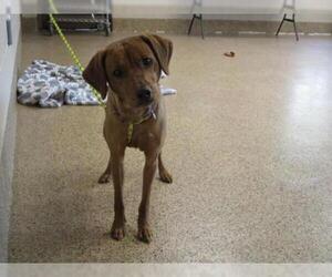 Beagle-Vizsla Mix Dogs for adoption in Springfield, MA, USA