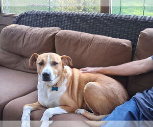 Labrador Retriever-Unknown Mix Dogs for adoption in Plainfield, IL, USA