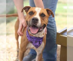 American Staffordshire Terrier-Boxer Mix Dogs for adoption in San Antonio, TX, USA