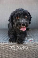 Poodle (Miniature) Dogs for adoption in Los Angeles, CA, USA