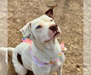American Staffordshire Terrier-Unknown Mix Dogs for adoption in San Antonio, TX, USA