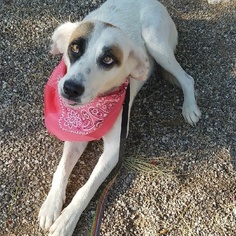 Labrador Retriever Dogs for adoption in Tucson, AZ, USA