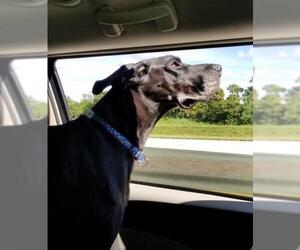 Great Dane Dogs for adoption in Fort Lauderdale, FL, USA