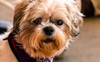 Shih Tzu Dogs for adoption in Washington, DC, USA