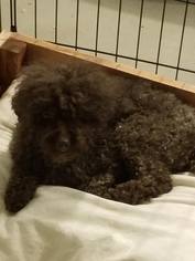 Poodle (Toy) Dogs for adoption in Anchorage, AK, USA