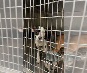 American Pit Bull Terrier-Unknown Mix Dogs for adoption in Waco, TX, USA