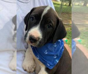 American Bulldog-Labrador Retriever Mix Dogs for adoption in Birmingham, AL, USA
