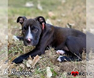 Bullboxer Pit Dogs for adoption in Maryville, TN, USA
