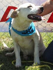 Labrador Retriever-Unknown Mix Dogs for adoption in Columbia, LA, USA