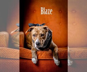Labrador Retriever-Plott Hound Mix Dogs for adoption in North Myrtle Beach, SC, USA