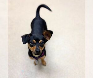 Chihuahua-Unknown Mix Dogs for adoption in Aurora, CO, USA