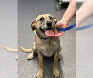 Mutt Dogs for adoption in Spring Lake, NC, USA