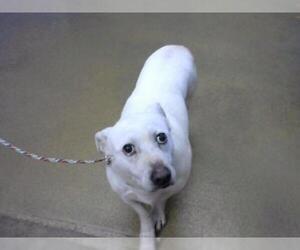 Basschshund Dogs for adoption in Sacramento, CA, USA