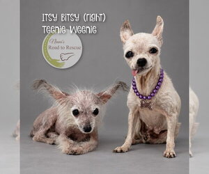 Mutt Dogs for adoption in Benton, LA, USA