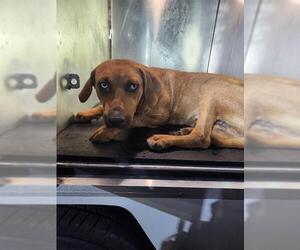 Mutt Dogs for adoption in San Antonio, TX, USA
