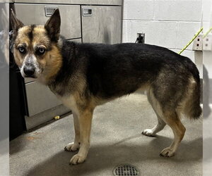Siberian Husky Dogs for adoption in Forestville, MD, USA