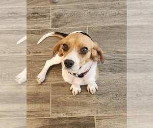 Beagle-Unknown Mix Dogs for adoption in Garner, NC, USA