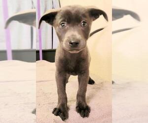 Border Collie-Weimaraner Mix Dogs for adoption in Olalla, WA, USA