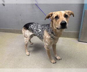Mutt Dogs for adoption in Las Vegas, NV, USA