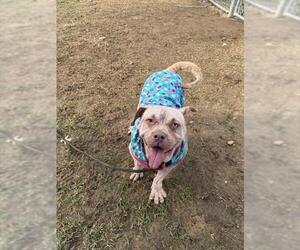 Mutt Dogs for adoption in Louisville, KY, USA