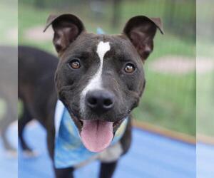 American Pit Bull Terrier-Unknown Mix Dogs for adoption in San Antonio, TX, USA