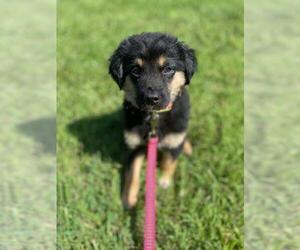Australian Retriever Dogs for adoption in Pacolet, SC, USA