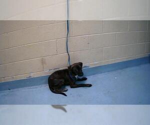 American Pit Bull Terrier Dogs for adoption in Tulsa, OK, USA