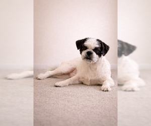 Shih Tzu Dogs for adoption in Oakley, CA, USA